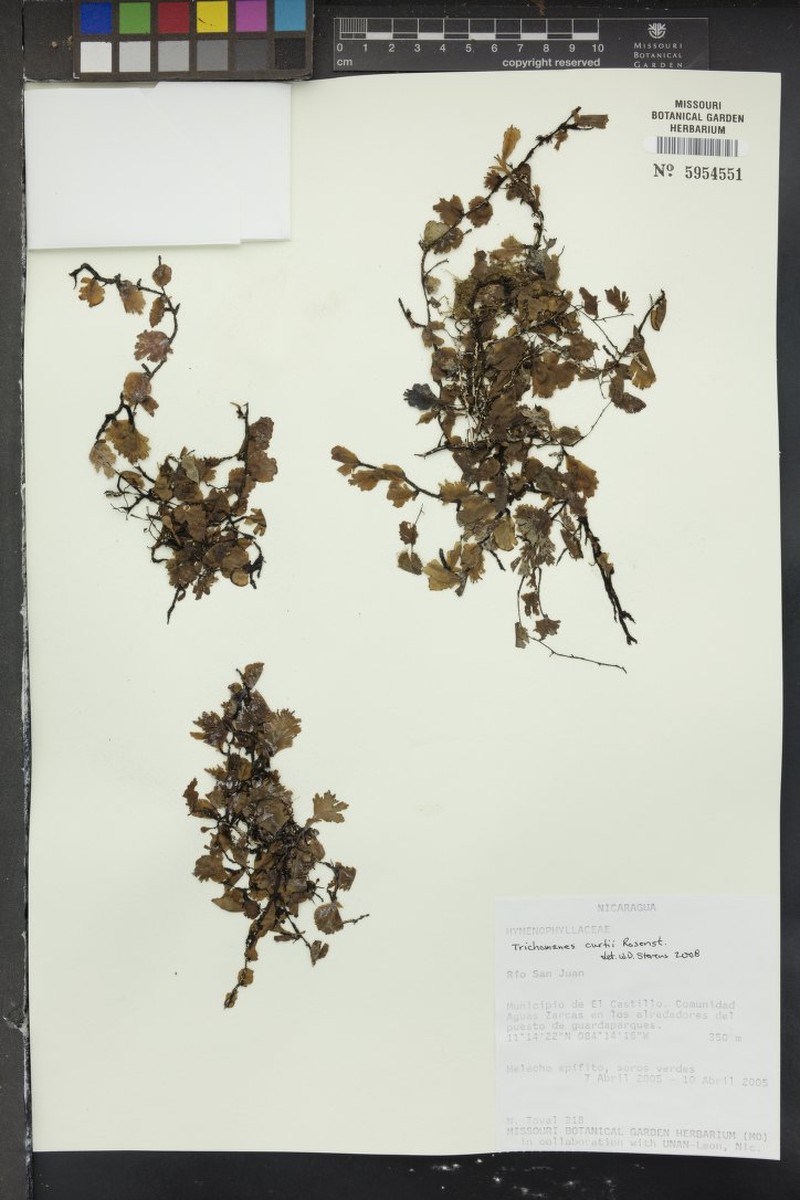 Trichomanes curtii photo 3