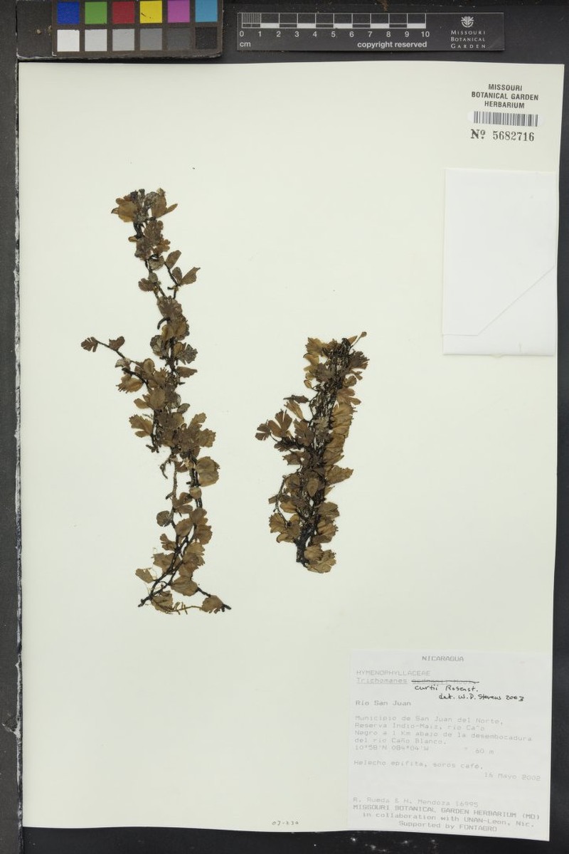 Trichomanes curtii photo 4