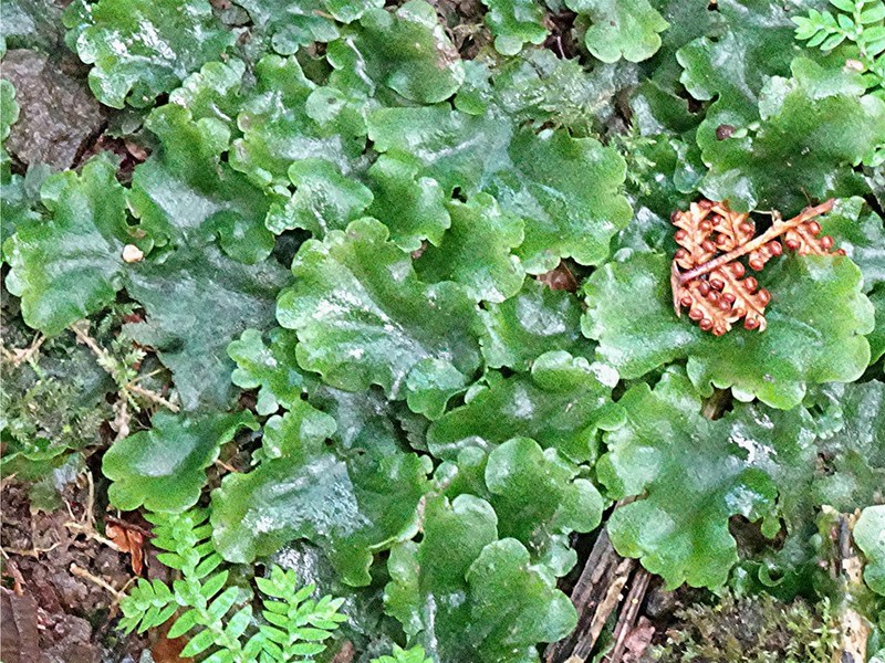 Trichomanes cuspidatum