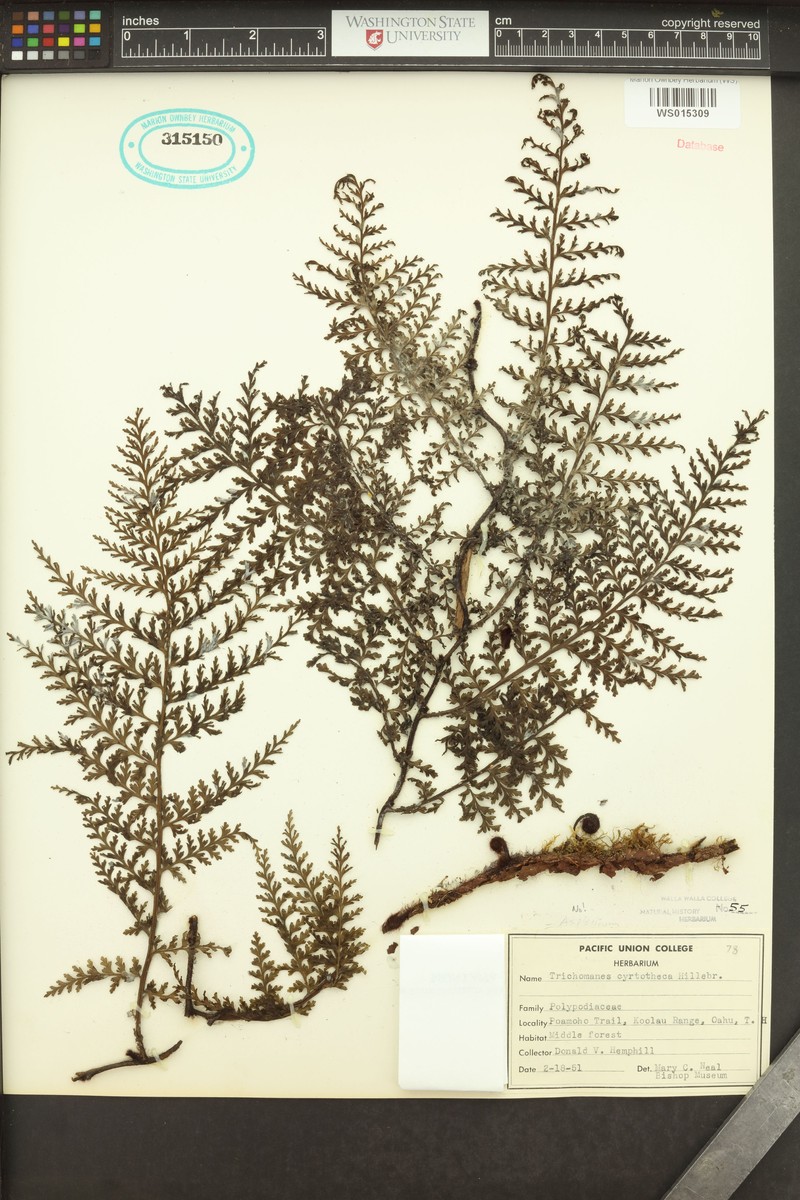 Elegant Bristle Fern photo 2