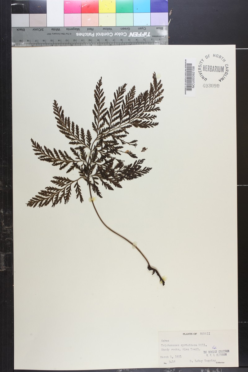 Elegant Bristle Fern photo 3