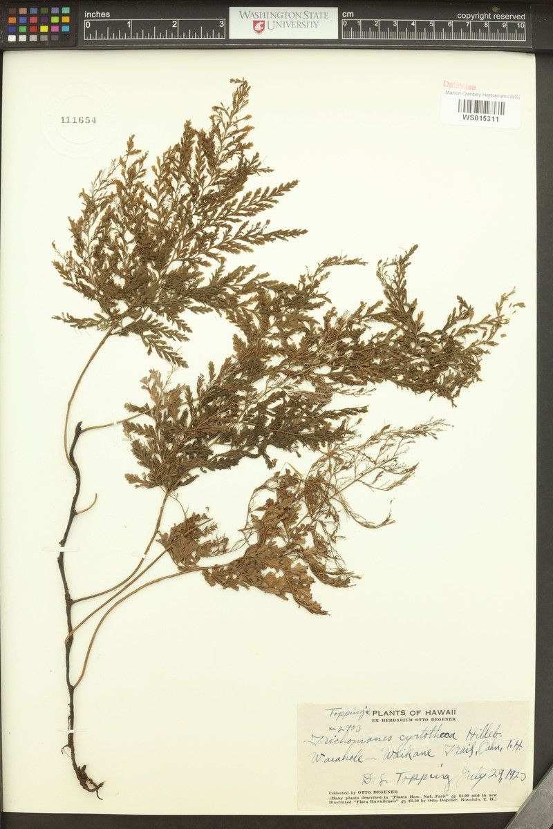 Elegant Bristle Fern photo 4