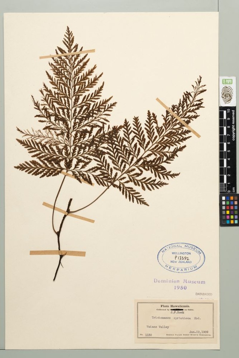 Elegant Bristle Fern photo 5