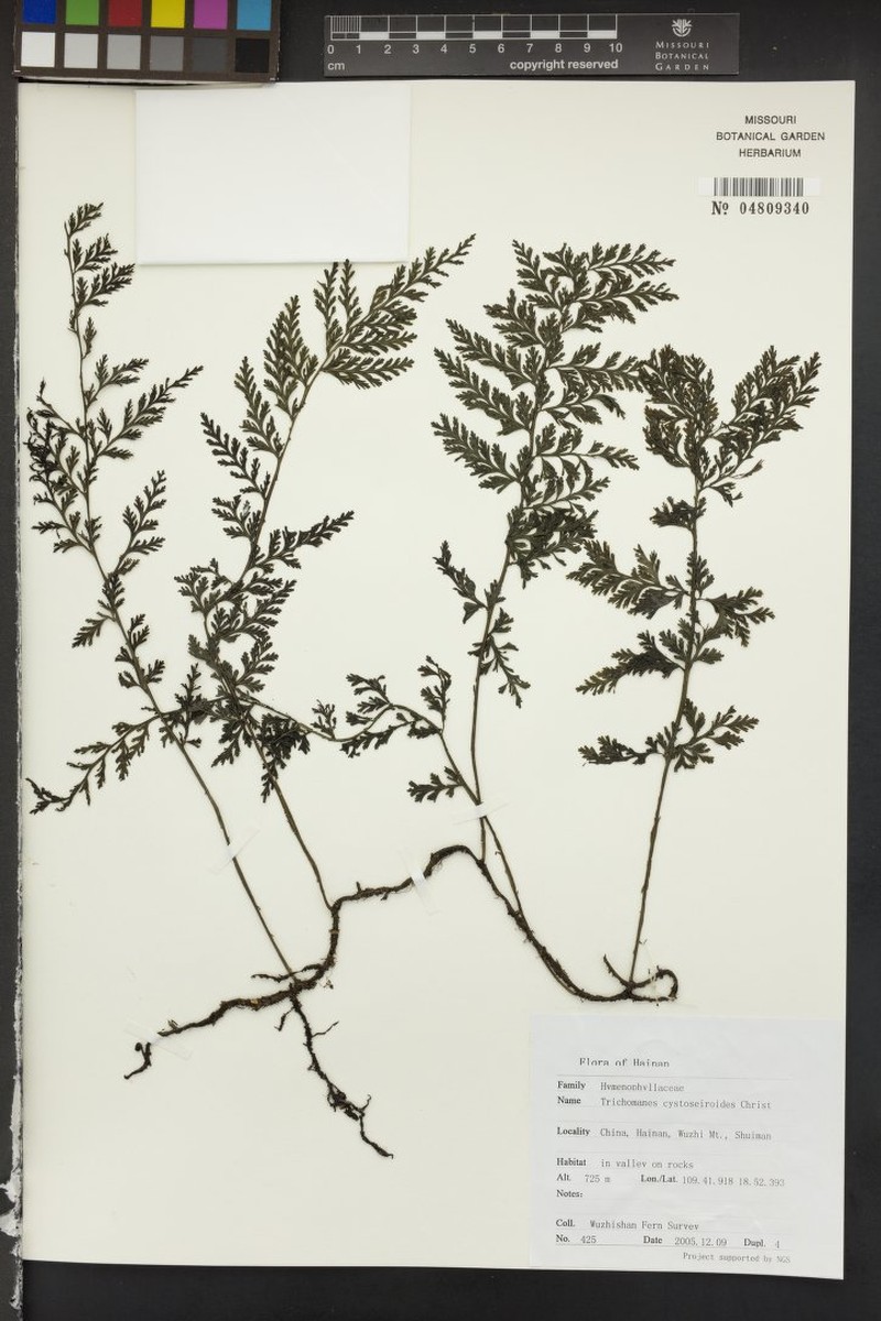 Trichomanes cystoseiroides