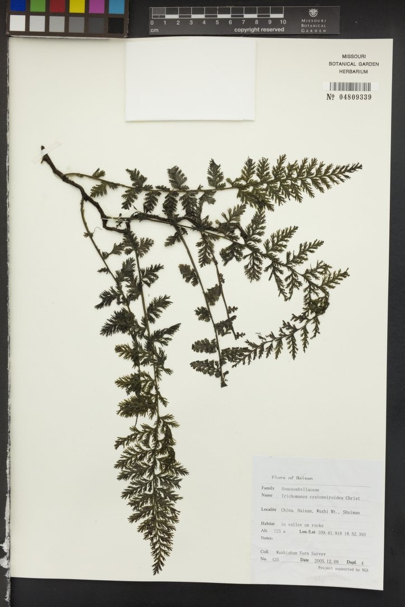 Trichomanes cystoseiroides photo 2