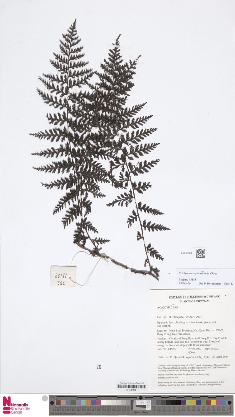 Trichomanes cystoseiroides photo 3