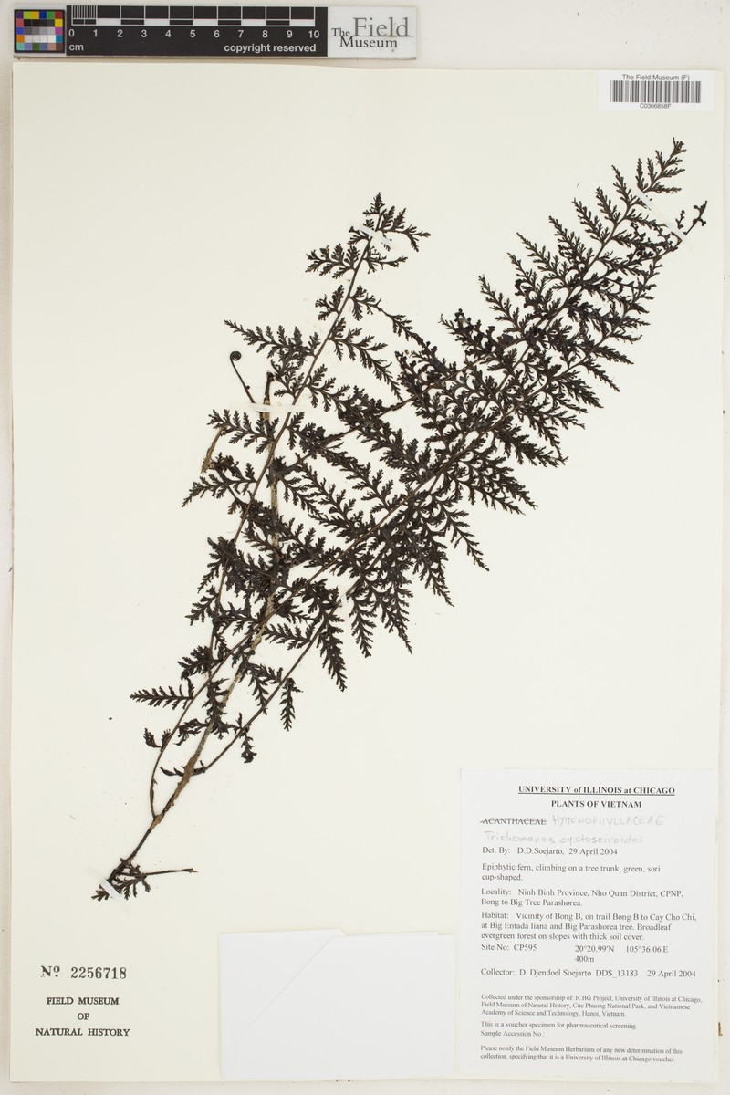 Trichomanes cystoseiroides photo 4