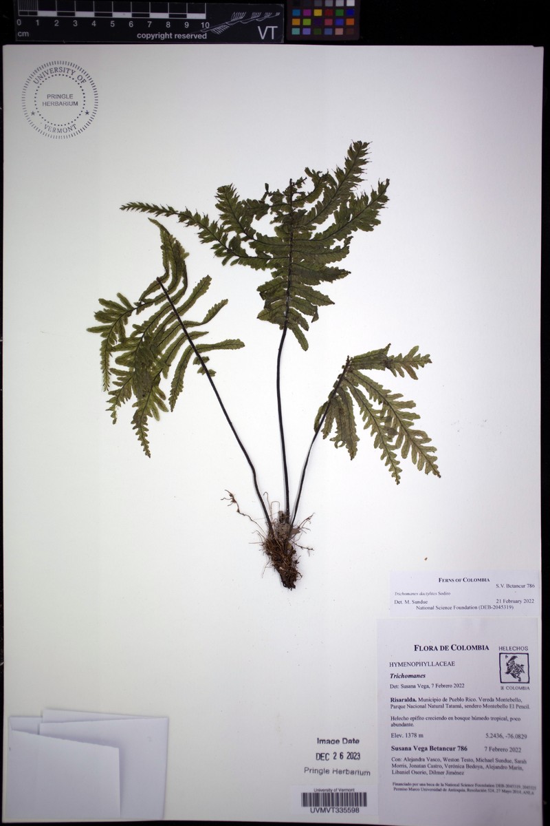 Trichomanes dactylites