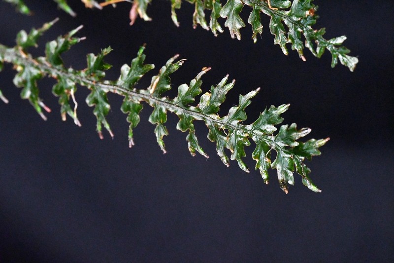 Trichomanes delicatum