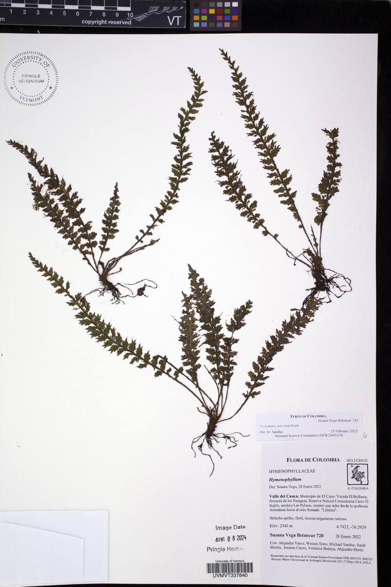 Trichomanes delicatum photo 3