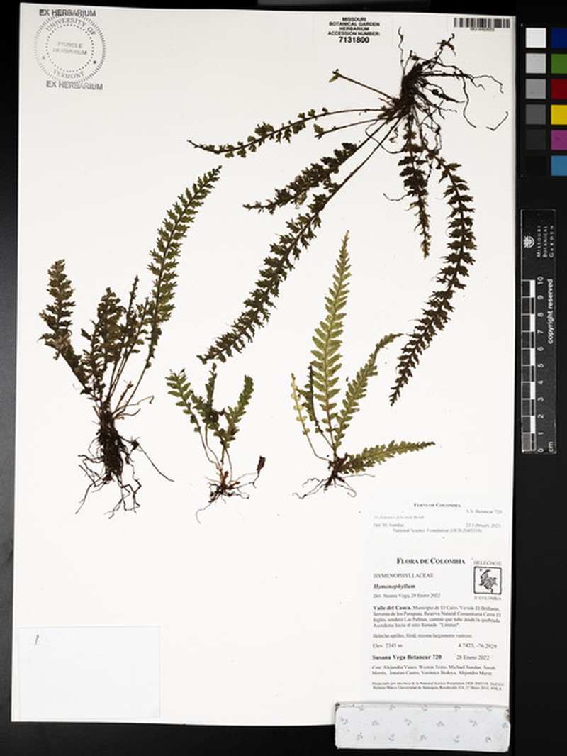 Trichomanes delicatum photo 4