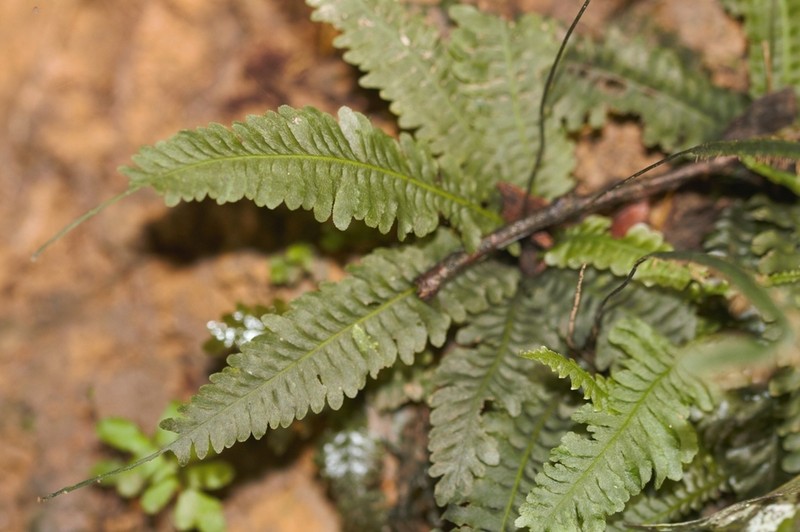 Trichomanes diversifrons photo 3