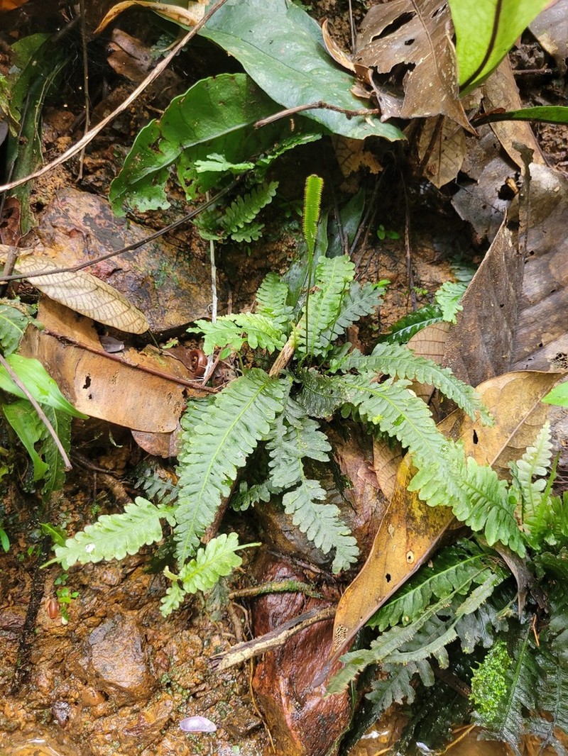Trichomanes diversifrons photo 5
