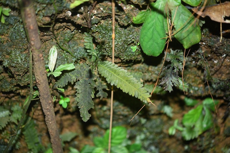 Trichomanes diversifrons photo 6