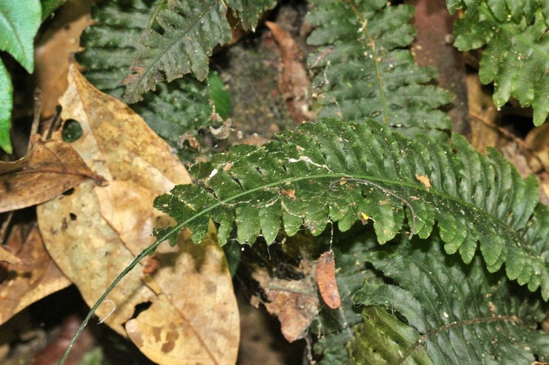 Trichomanes diversifrons photo 8