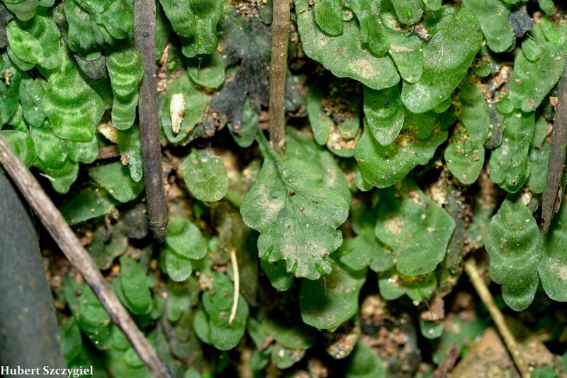 Trichomanes ekmanii photo 3