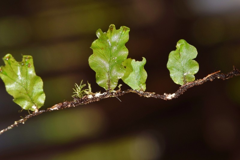 Trichomanes ekmanii photo 4