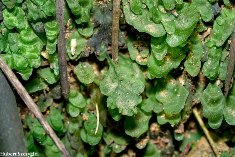 Trichomanes ekmanii photo 5