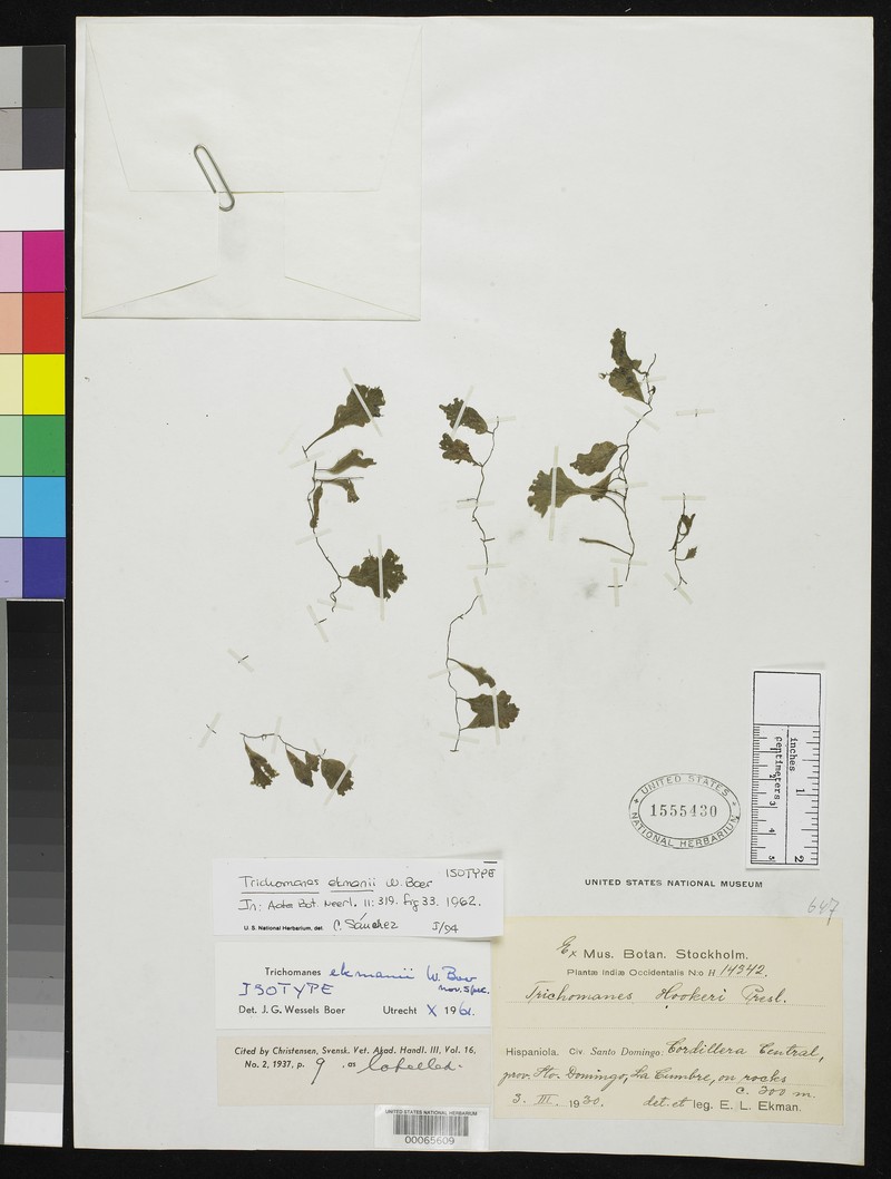Trichomanes ekmanii