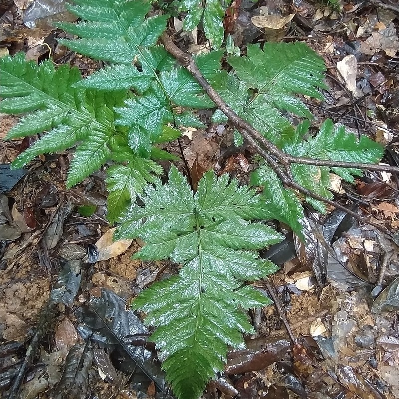 Trichomanes elegans