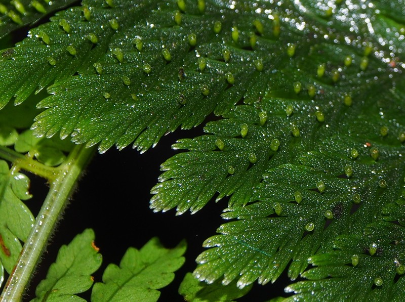 Trichomanes elegans photo 6