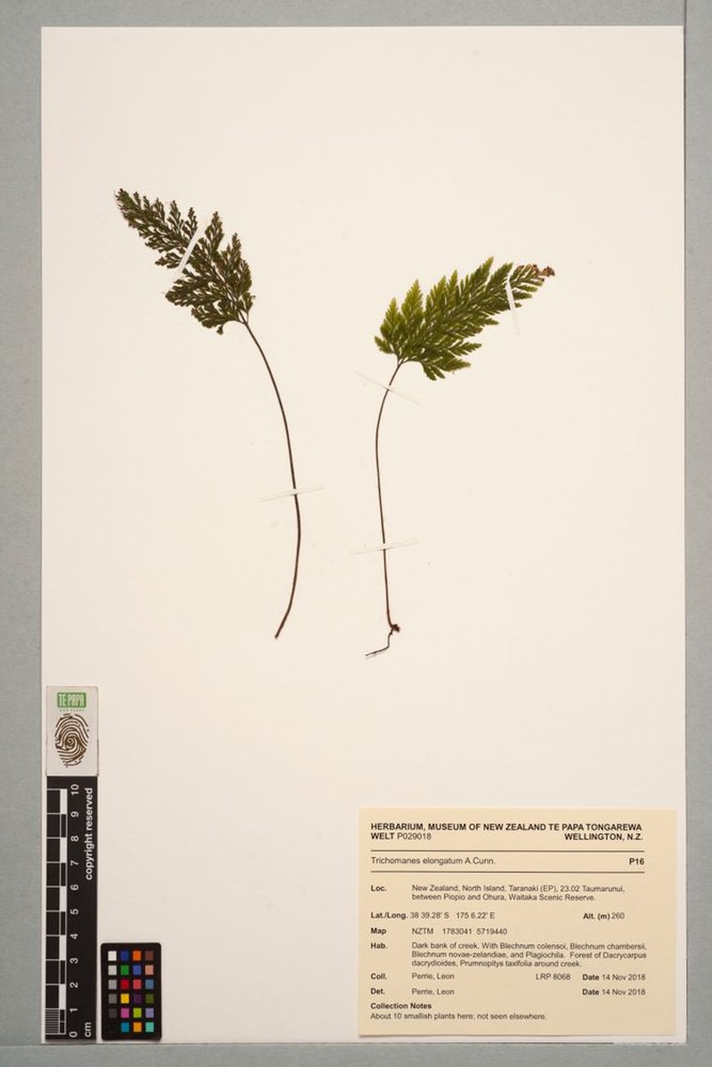 Trichomanes elongatum photo 3