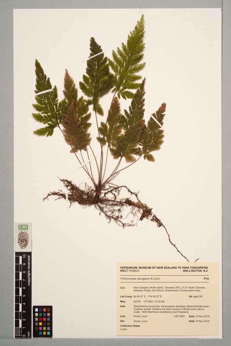 Trichomanes elongatum photo 4