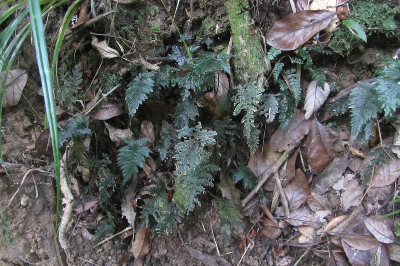 Trichomanes elongatum photo 6