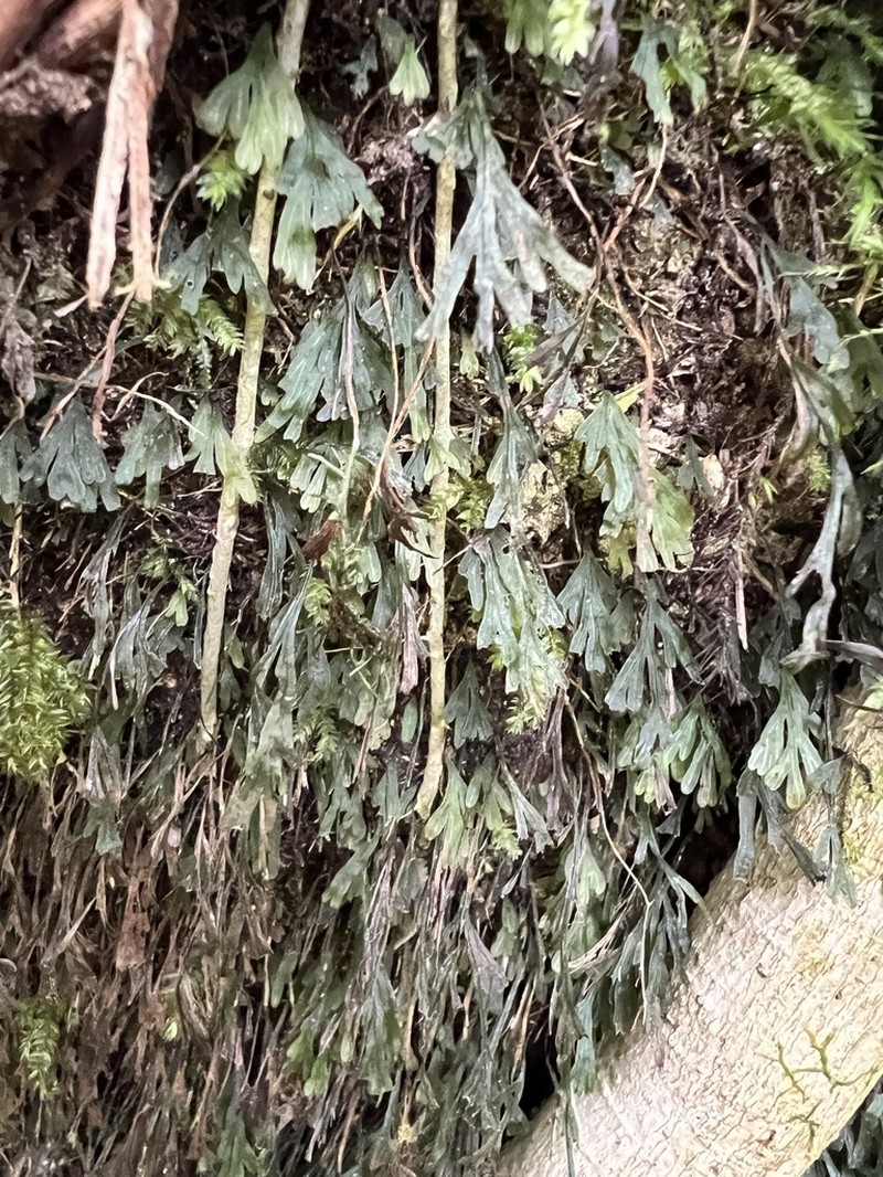 Trichomanes endlicherianum