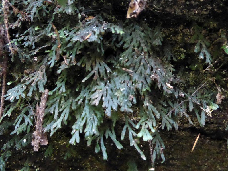 Trichomanes endlicherianum photo 2