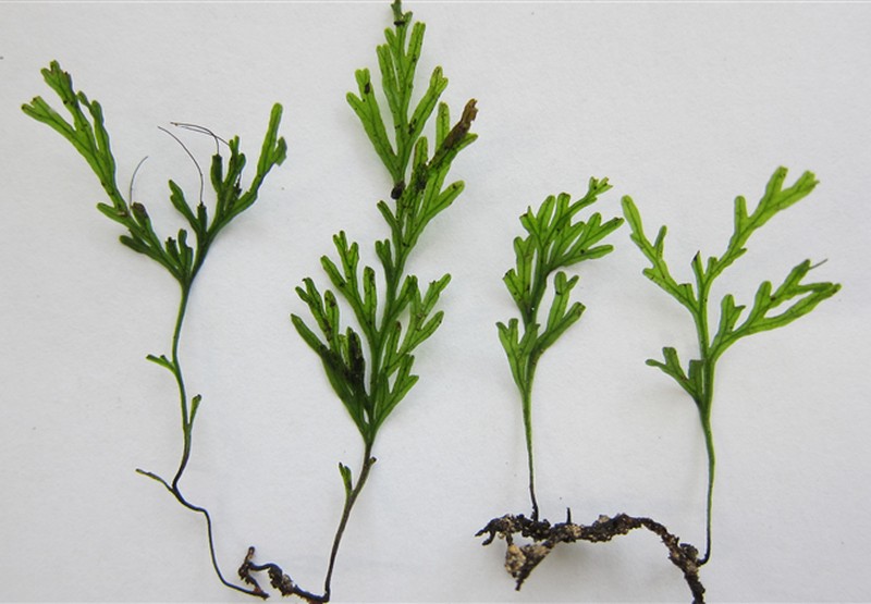 Trichomanes endlicherianum photo 3