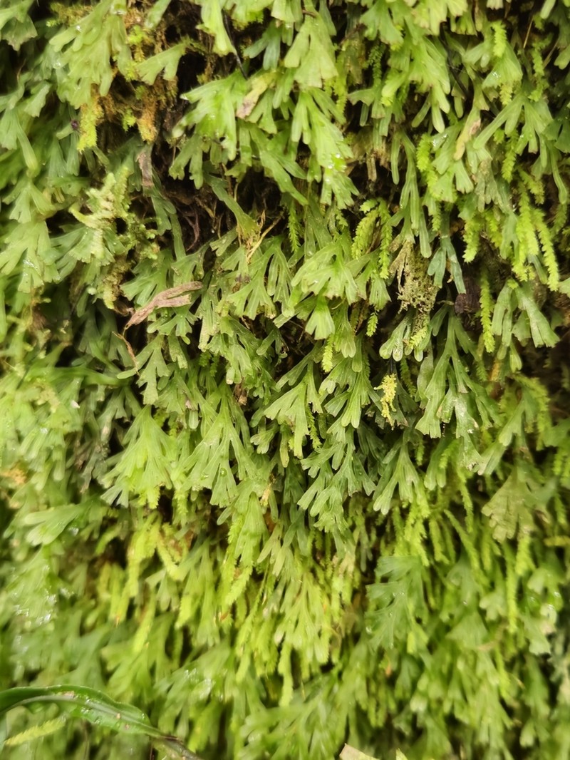 Trichomanes endlicherianum photo 4