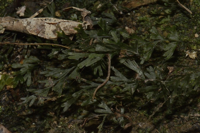 Trichomanes endlicherianum photo 6