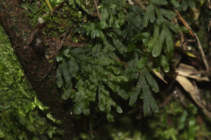 Trichomanes endlicherianum photo 7