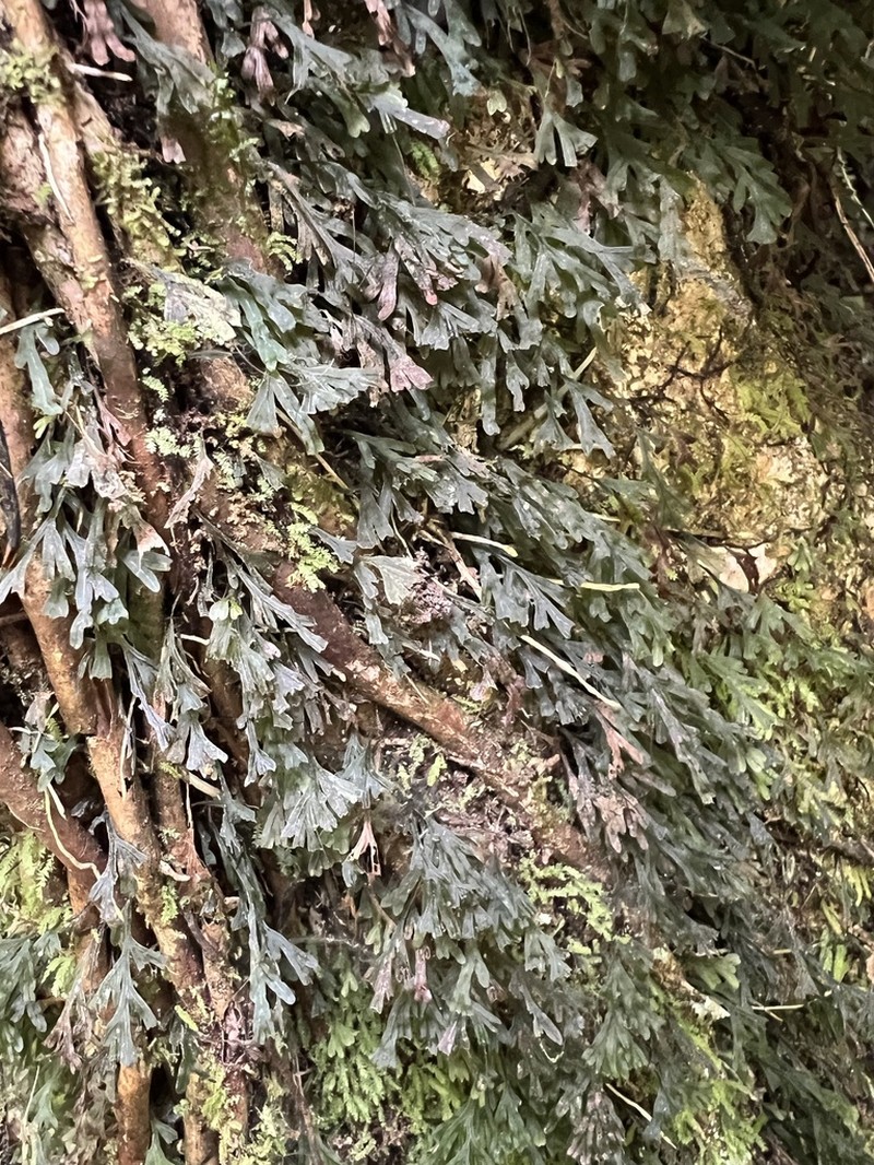 Trichomanes endlicherianum photo 8