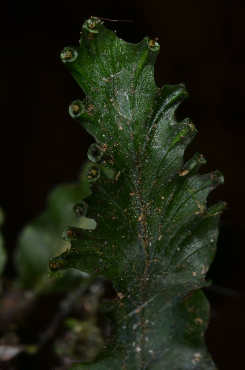 Trichomanes erosum