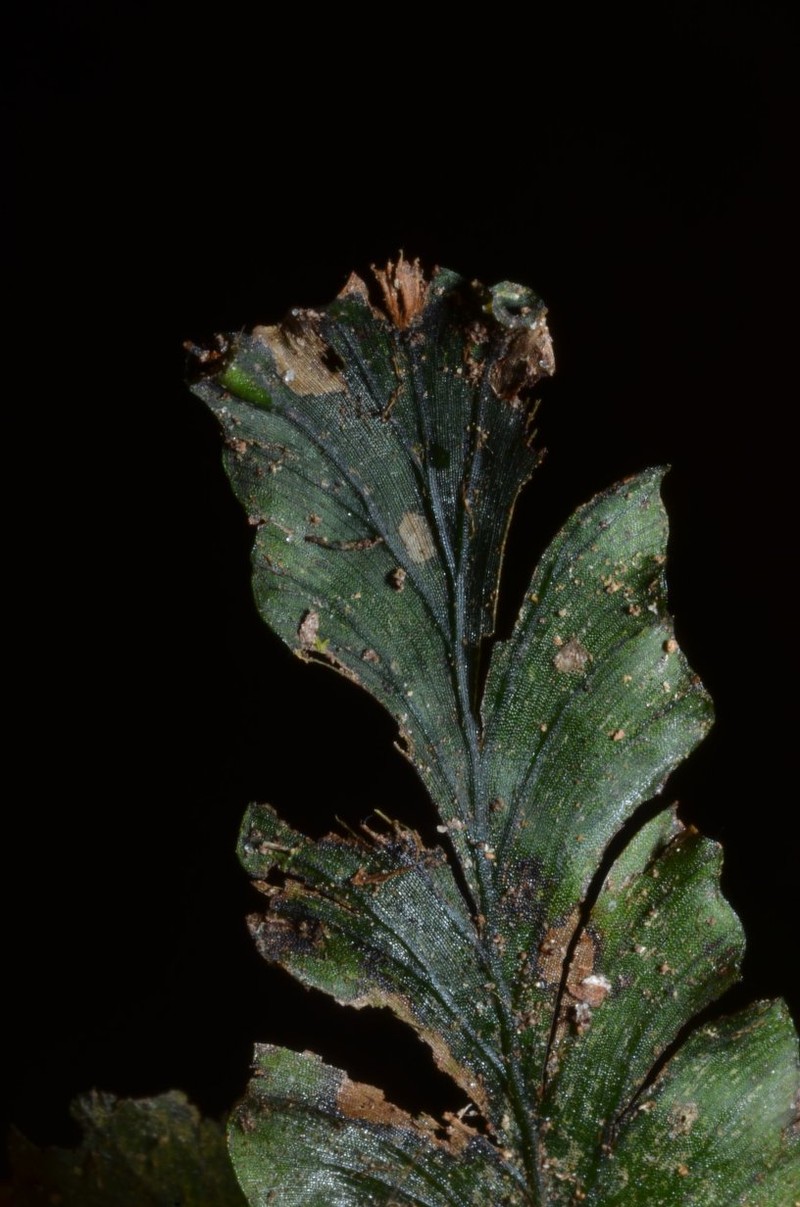 Trichomanes erosum photo 2