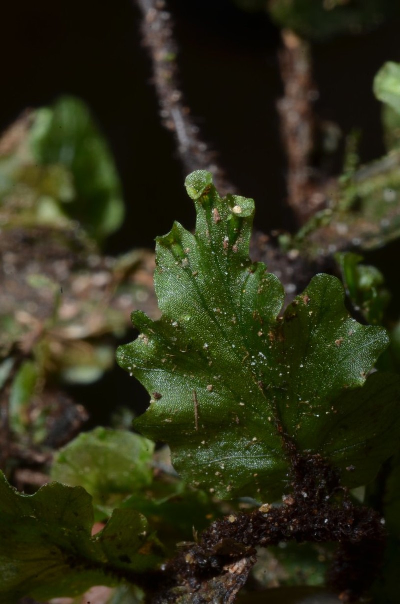 Trichomanes erosum photo 3
