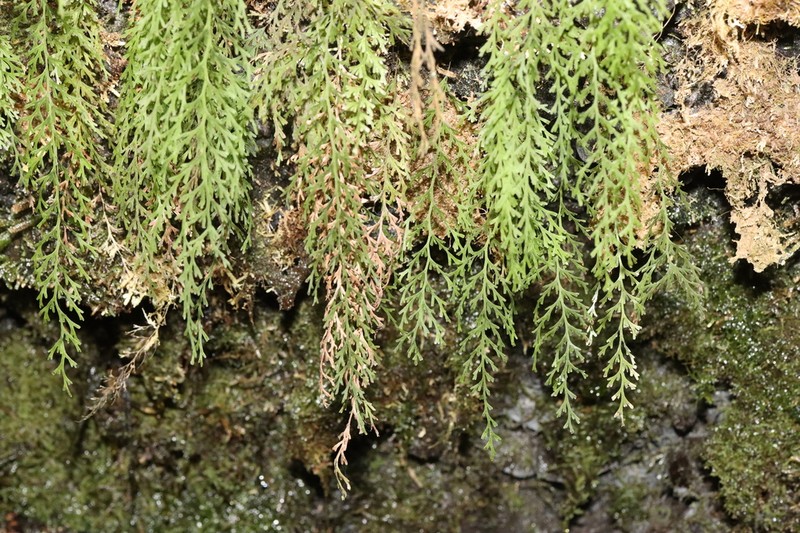 Trichomanes exsectum photo 2