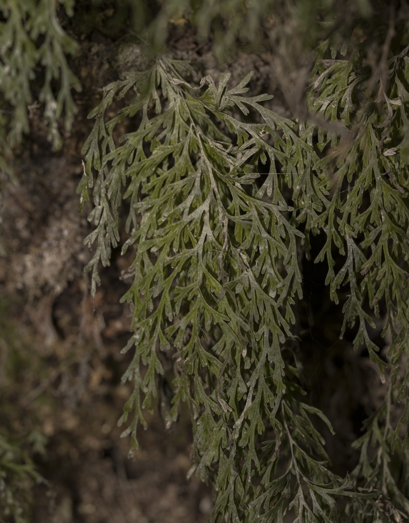 Trichomanes exsectum photo 3