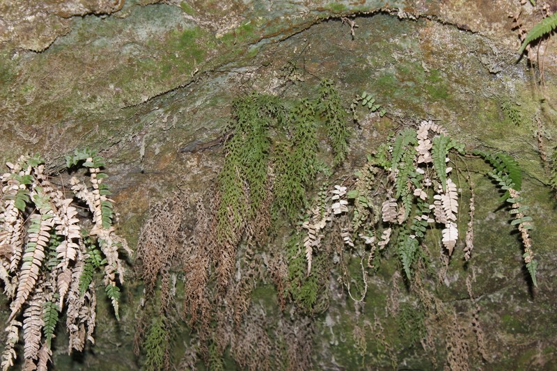 Trichomanes exsectum photo 4