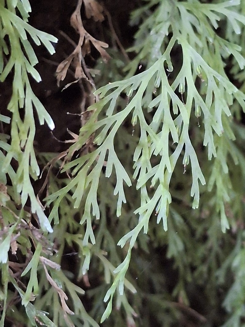 Trichomanes exsectum photo 5