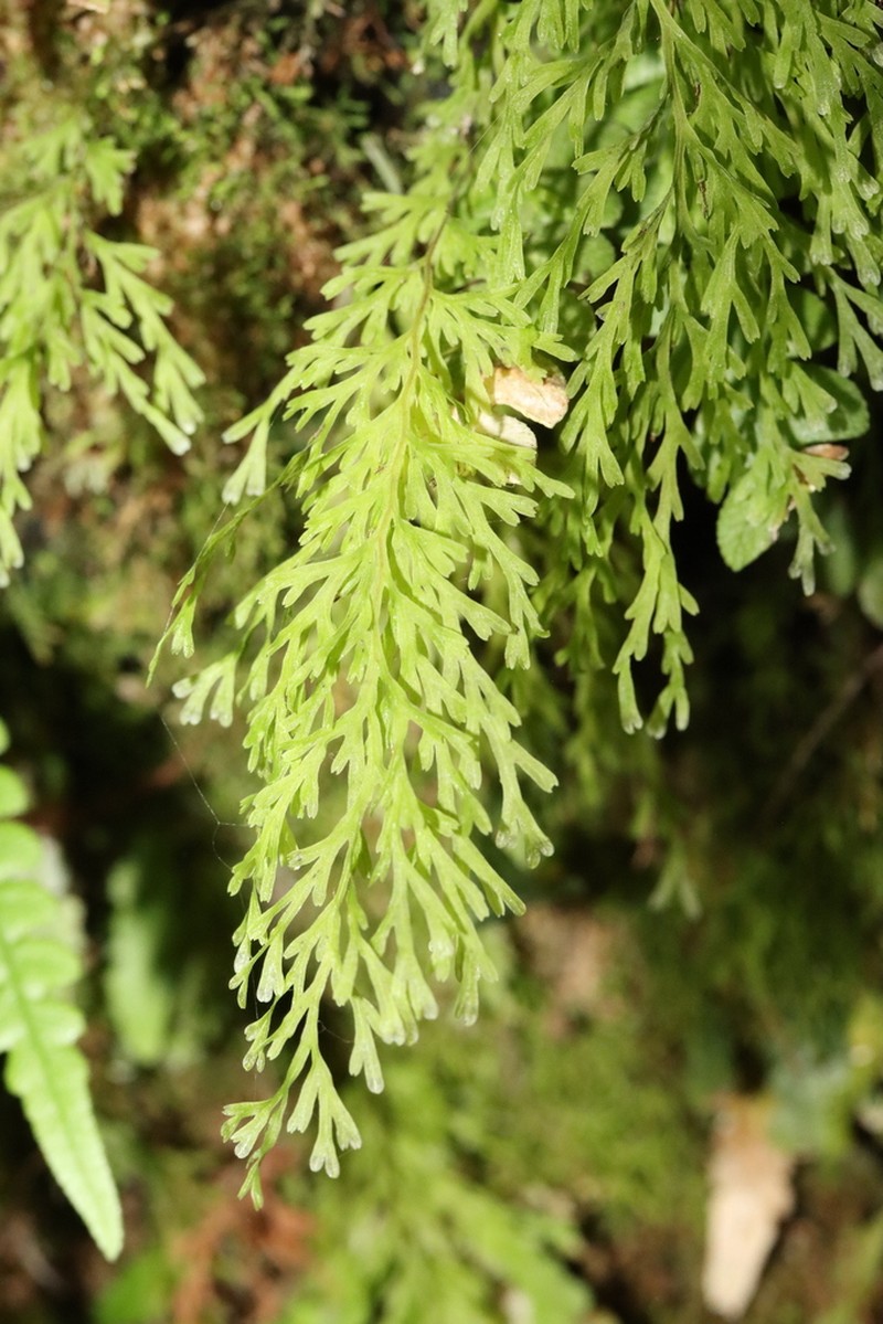 Trichomanes exsectum photo 6