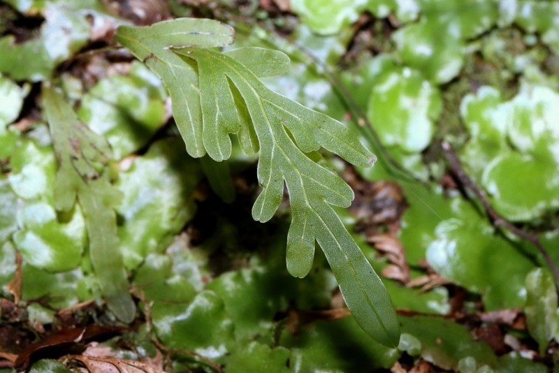 Trichomanes exsectum photo 7