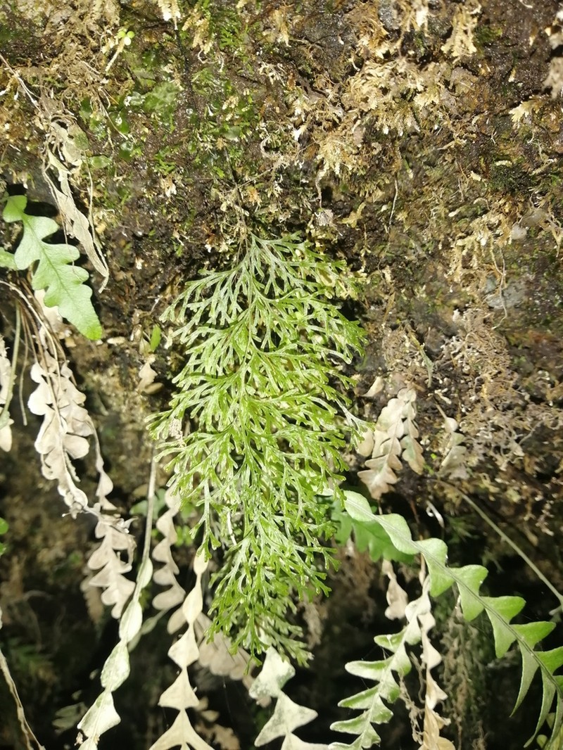 Trichomanes exsectum photo 8