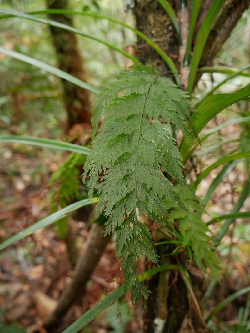Trichomanes flavofuscum