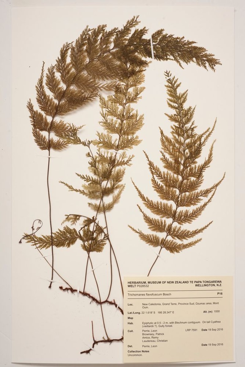 Trichomanes flavofuscum photo 2