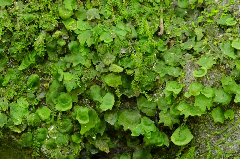 Trichomanes floridanum