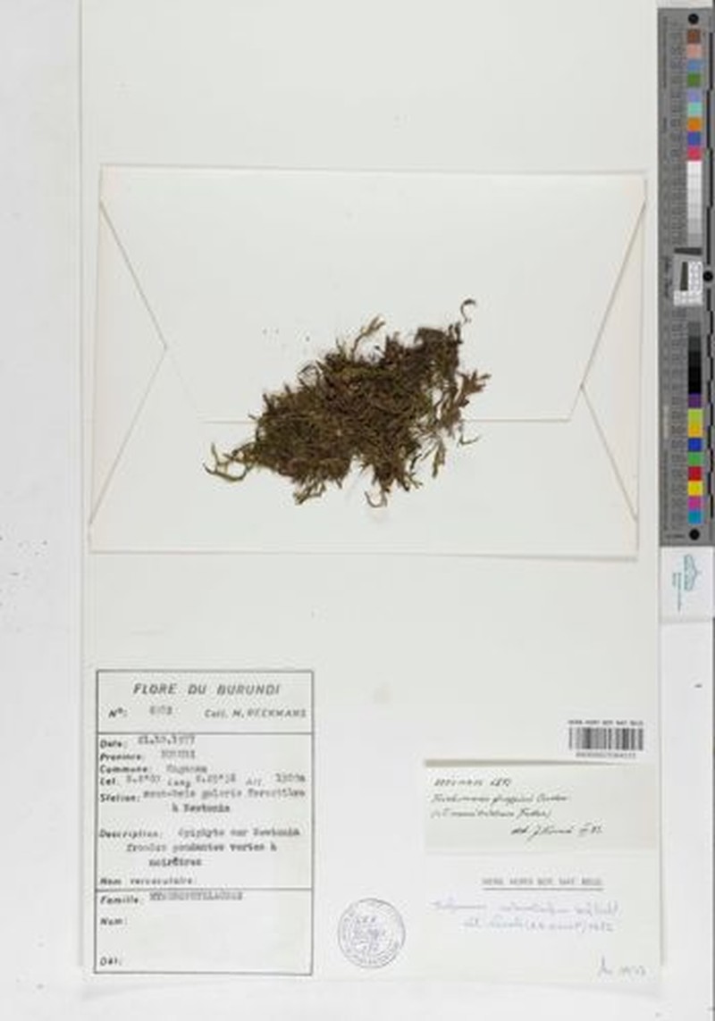Trichomanes frappieri