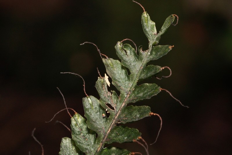 Trichomanes galeottii